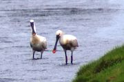 Eurasian Spoonbill - Markus Risch