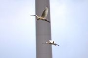 Eurasian Spoonbill - Markus Risch