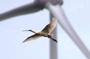 Eurasian Spoonbill - Markus Risch