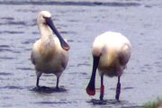 Eurasian Spoonbill - Markus Risch