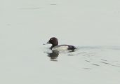 Common Pochard_x_Tufted Duck (hybrid) - Helmut Vaas