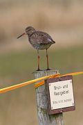 Common Redshank - Fritz Sigg