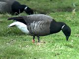 Brant Goose - Bernd H�lterlein