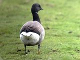 Brant Goose - Bernd H�lterlein