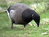 Brant Goose - Bernd H�lterlein