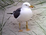 Lesser Black-backed Gull - Bernd H�lterlein