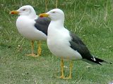 Lesser Black-backed Gull - Bernd H�lterlein