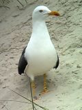 Lesser Black-backed Gull - Bernd H�lterlein