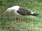 Lesser Black-backed Gull - Bernd H�lterlein