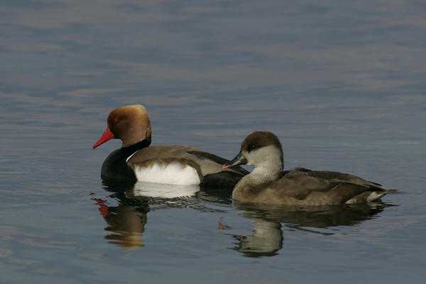 Red-crested Pochard - � Osvaldo Negra
