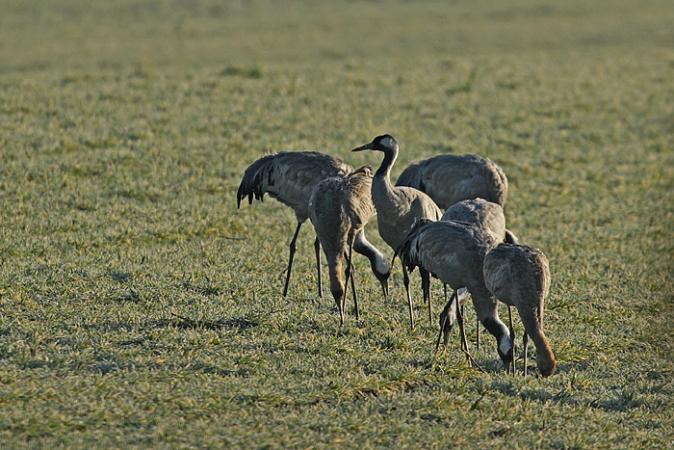 Common Crane - � Gino Santini