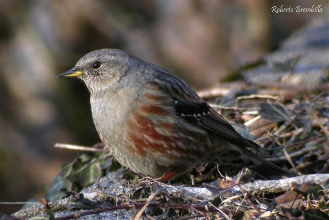 Alpine Accentor - � Roberto Brembilla