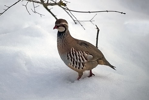 Red-legged Partridge - � Luigi Andena