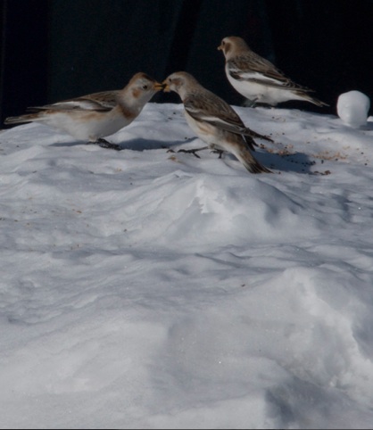 Snow Bunting - � Karol Tabarelli De Fatis
