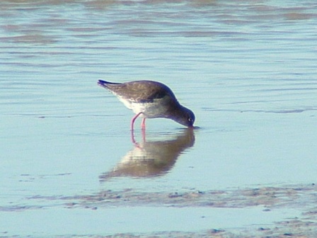 Common Redshank - � Alessia Barbara Tedesco