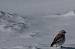 Snow Bunting - � Karol Tabarelli De Fatis