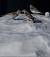 Snow Bunting - � Karol Tabarelli De Fatis