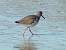Common Redshank - � Alessia Barbara Tedesco
