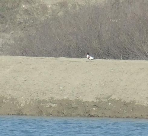 Common Shelduck - � Daniele Ronconi