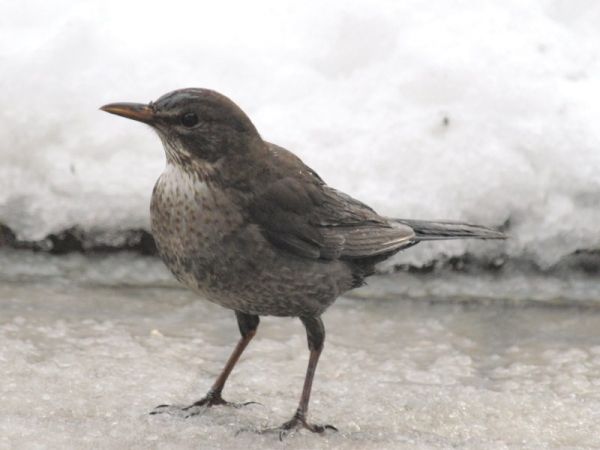 Common Blackbird - � Renzo Poli