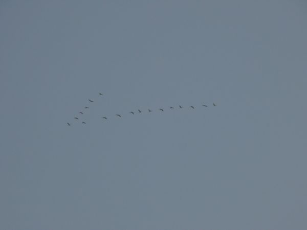 Common Crane - � Rita Matta