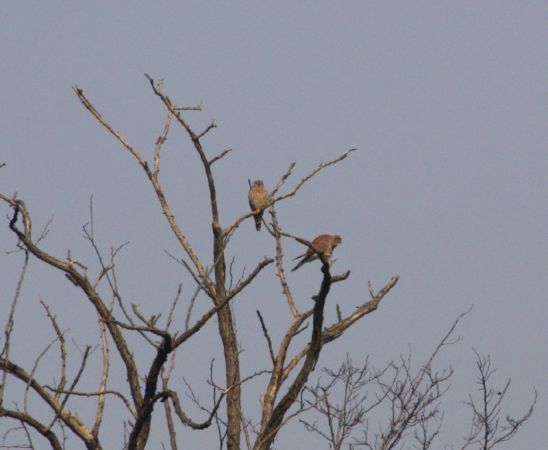 Common Kestrel - � Andrea Prestileo