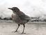Common Blackbird (Turdus merula) � Renzo Poli