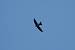 Alpine Swift (Apus melba) � Manuel Zafarana