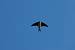 Common House Martin (Delichon urbicum) � Manuel Zafarana