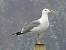 Yellow-legged Gull (Larus michahellis) � Mirko Tomasi