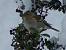 Common Chaffinch (Fringilla coelebs) � Paolo Baldi