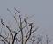 Common Kestrel (Falco tinnunculus) � Andrea Prestileo