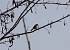 Common Chiffchaff (Phylloscopus collybita) � Andrea Prestileo