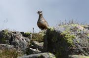 Eurasian Dotterel � Aldo Tonelli
