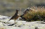 Eurasian Dotterel � Aldo Tonelli