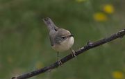 Subalpine Warbler (S.c.moltonii) � Luigi Andena