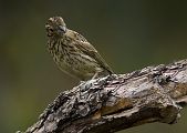 Cirl Bunting � Luigi Andena