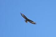 Common Buzzard � Giangaetano Dalle Vedove