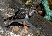 Ruddy Turnstone � Andrea Ravagnani