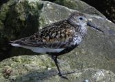 Dunlin � Andrea Ravagnani