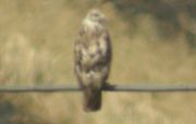 Long-legged Buzzard � Matteo Visceglia
