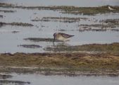 Broad-billed Sandpiper � Giuliano Zogno