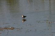 Broad-billed Sandpiper � Giacomo Sgorlon