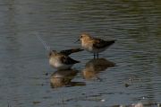 Temminck's Stint � Giacomo Sgorlon