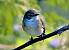 European Pied Flycatcher (Ficedula hypoleuca) � Luigi Andena