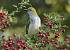 Eurasian Golden Oriole (Oriolus oriolus) � Luigi Andena