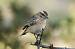 Whinchat (Saxicola rubetra) � Luigi Andena