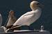 Northern Gannet (Morus bassanus (Sula bassana)) � Ivano Colombo