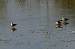 Zwergstrandl�ufer (Calidris minuta) � Giacomo Sgorlon