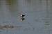 Sumpfl�ufer (Limicola falcinellus) � Giacomo Sgorlon